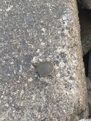 Apalone spinifera spinifera