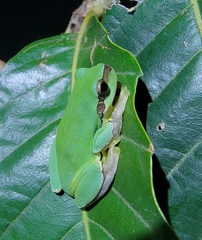 Hyla chinensis