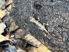 Anolis capito