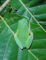 Hyla chinensis