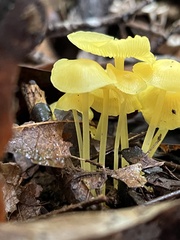 Pluteus chrysophlebius