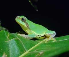 Hyla chinensis