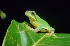 Hyla chinensis