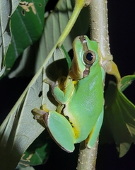 Hyla chinensis
