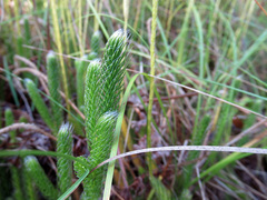 Lycopodiaceae