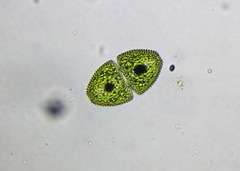 Cosmarium ovale