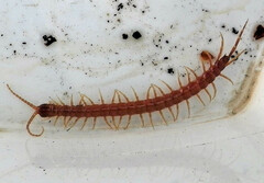 Scolopocryptops spinicaudus