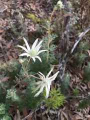 Actinotus helianthi