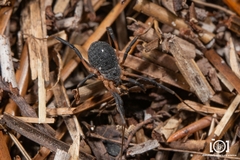 Eumesosoma