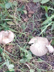 Lyophyllum decastes