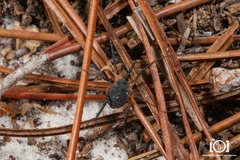 Eumesosoma