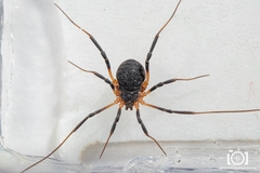 Eumesosoma