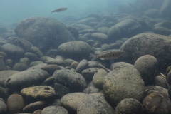 Oncorhynchus tshawytscha