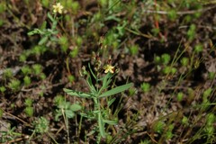 Hypericum mutilum