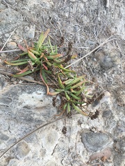 Plantago coronopus