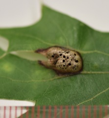 Callirhytis favosa