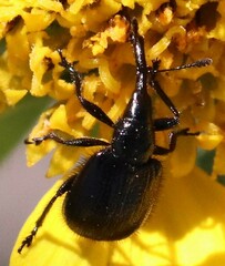 Haplorhynchites aeneus