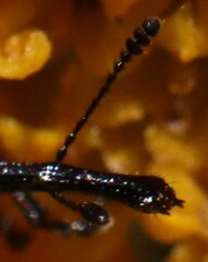 Haplorhynchites aeneus