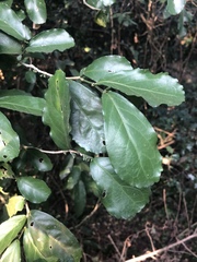 Suregada africana