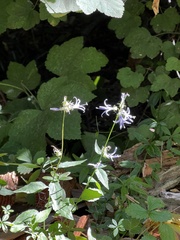 Campanula prenanthoides