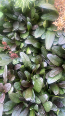 Ajuga reptans