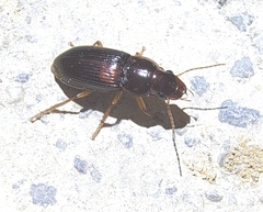 Harpalina