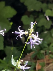 Campanula prenanthoides