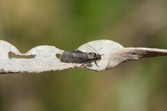 Leistomorpha brontoscopa