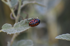 Calligrapha serpentina
