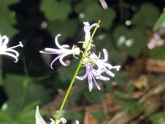 Campanula prenanthoides