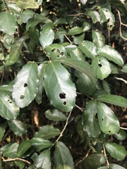 Suregada africana