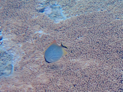 Chaetodon trifascialis