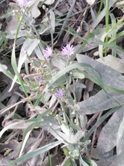 Lactuca sibirica