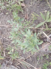 Melilotus suaveolens