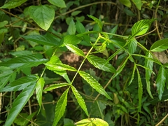 Rubus fraxinifolius