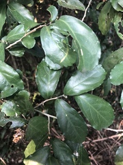 Suregada africana