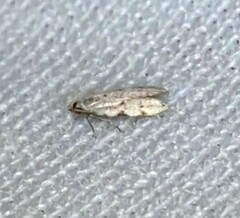 Taygete attributella