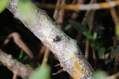 Aratus pisonii