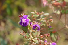 Pleroma heteromallum