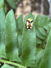 Elasmostethus atricornis