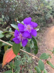 Pleroma heteromallum