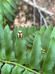 Elasmostethus atricornis