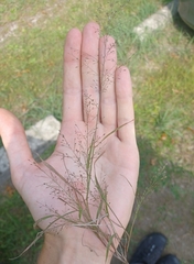 Eragrostis frankii