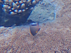 Plectroglyphidodon dickii