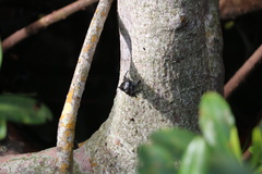 Aratus pisonii