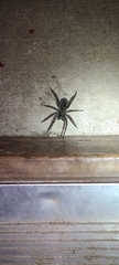Tigrosa georgicola