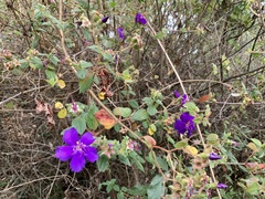 Pleroma heteromallum