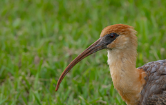 Theristicus caudatus