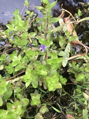 Bacopa caroliniana