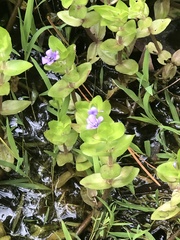 Bacopa caroliniana